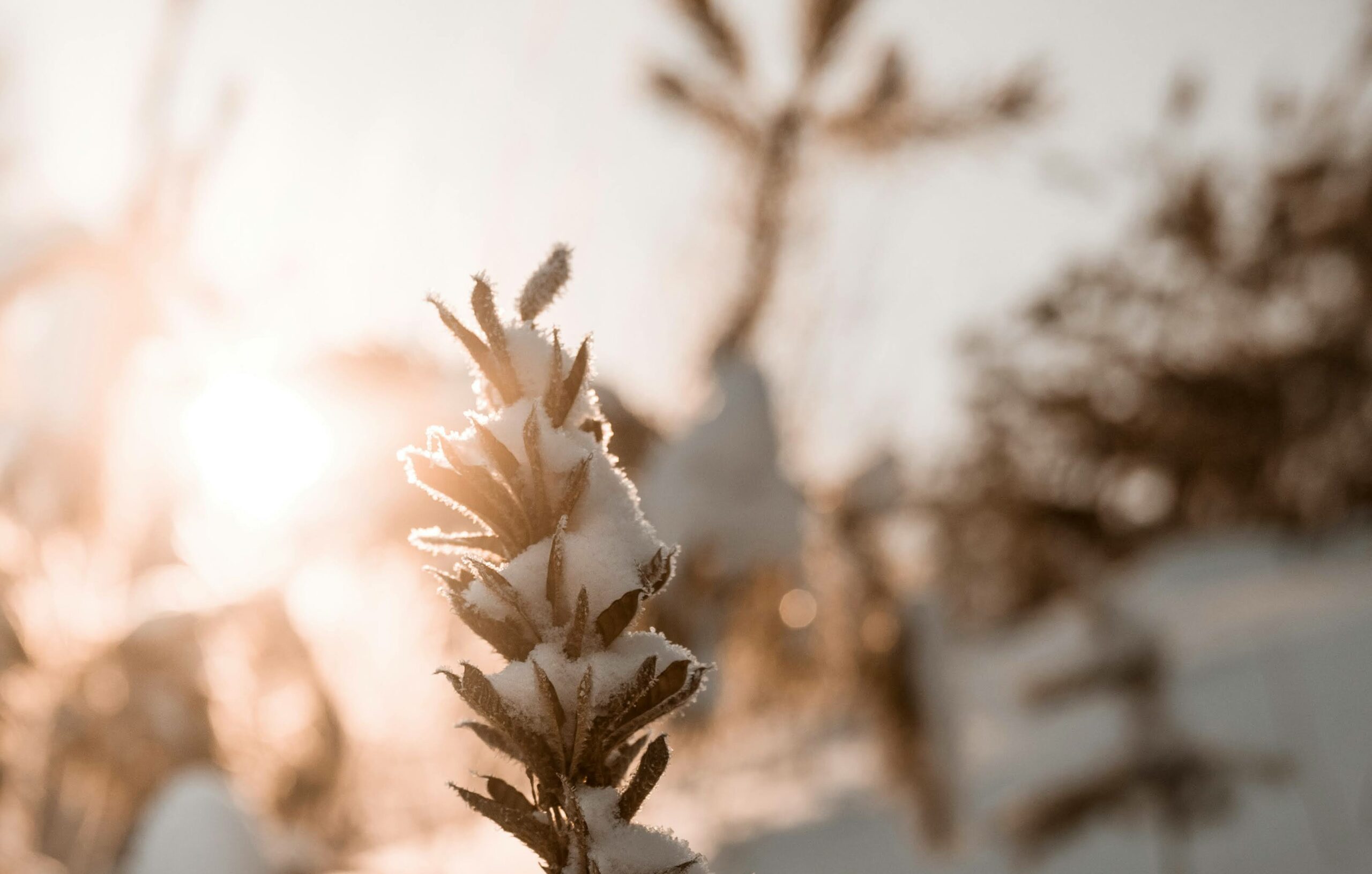 Déclaration de paix